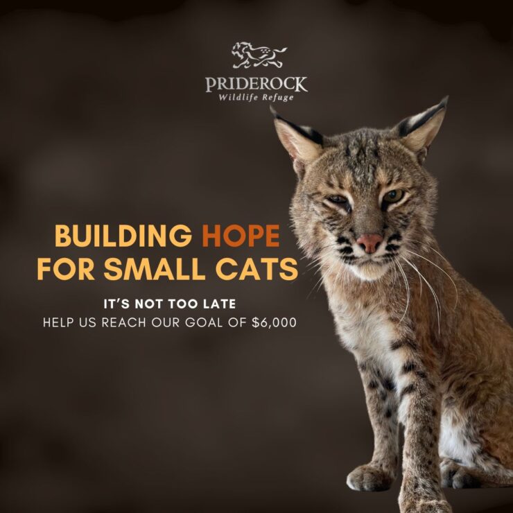 Social Media Marketing – PrideRock Wildlife Refuge