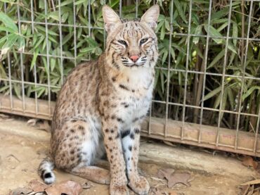 Social Media Marketing – PrideRock Wildlife Refuge