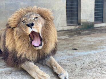 Social Media Marketing – PrideRock Wildlife Refuge