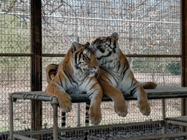 Social Media Marketing – PrideRock Wildlife Refuge