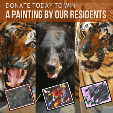 Social Media Marketing – PrideRock Wildlife Refuge